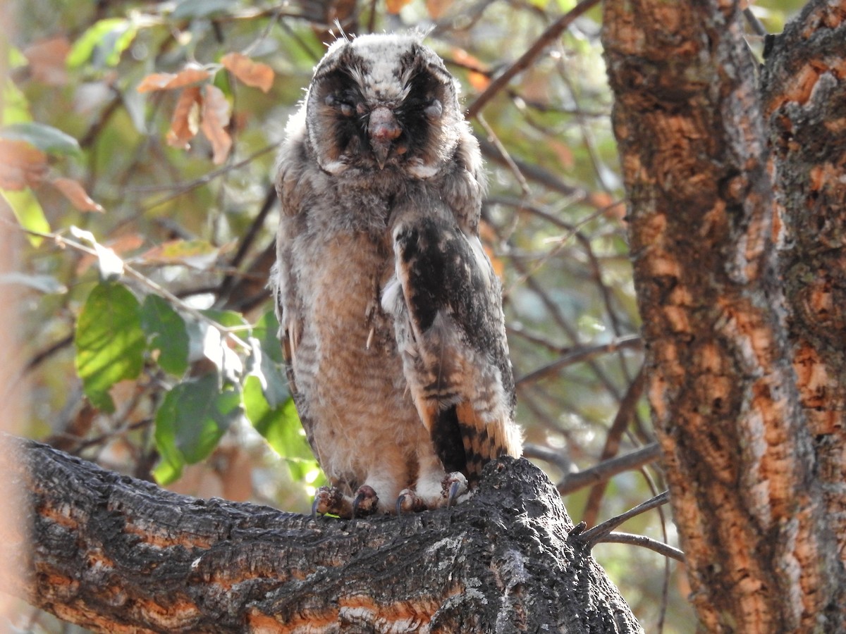Long-eared Owl - ML467246731