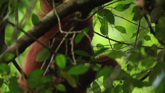 Central Bornean Orangutan - ML467248