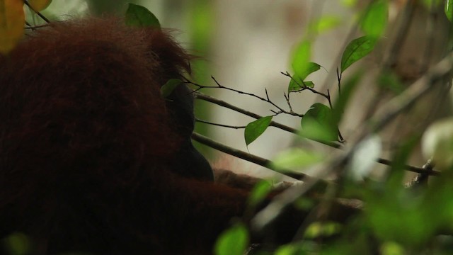 Central Bornean Orangutan - ML467251