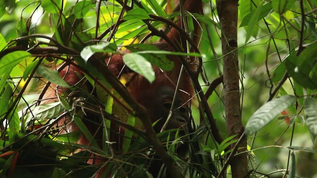Central Bornean Orangutan - ML467252