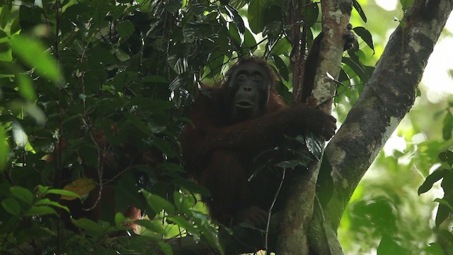 Central Bornean Orangutan - ML467254