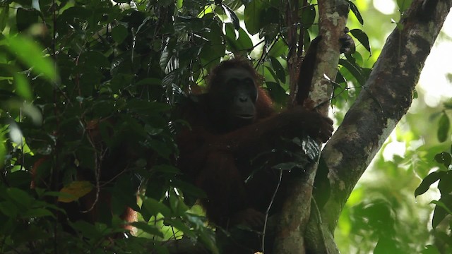 Central Bornean Orangutan - ML467255