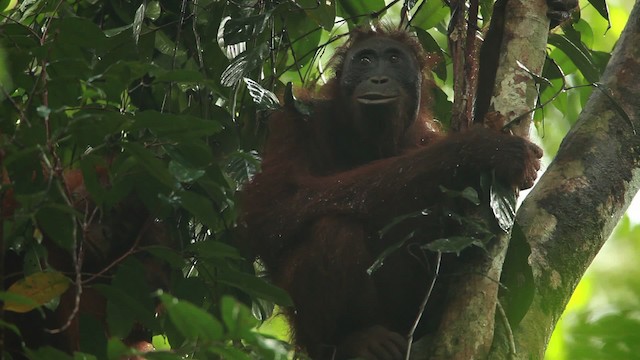 Central Bornean Orangutan - ML467256