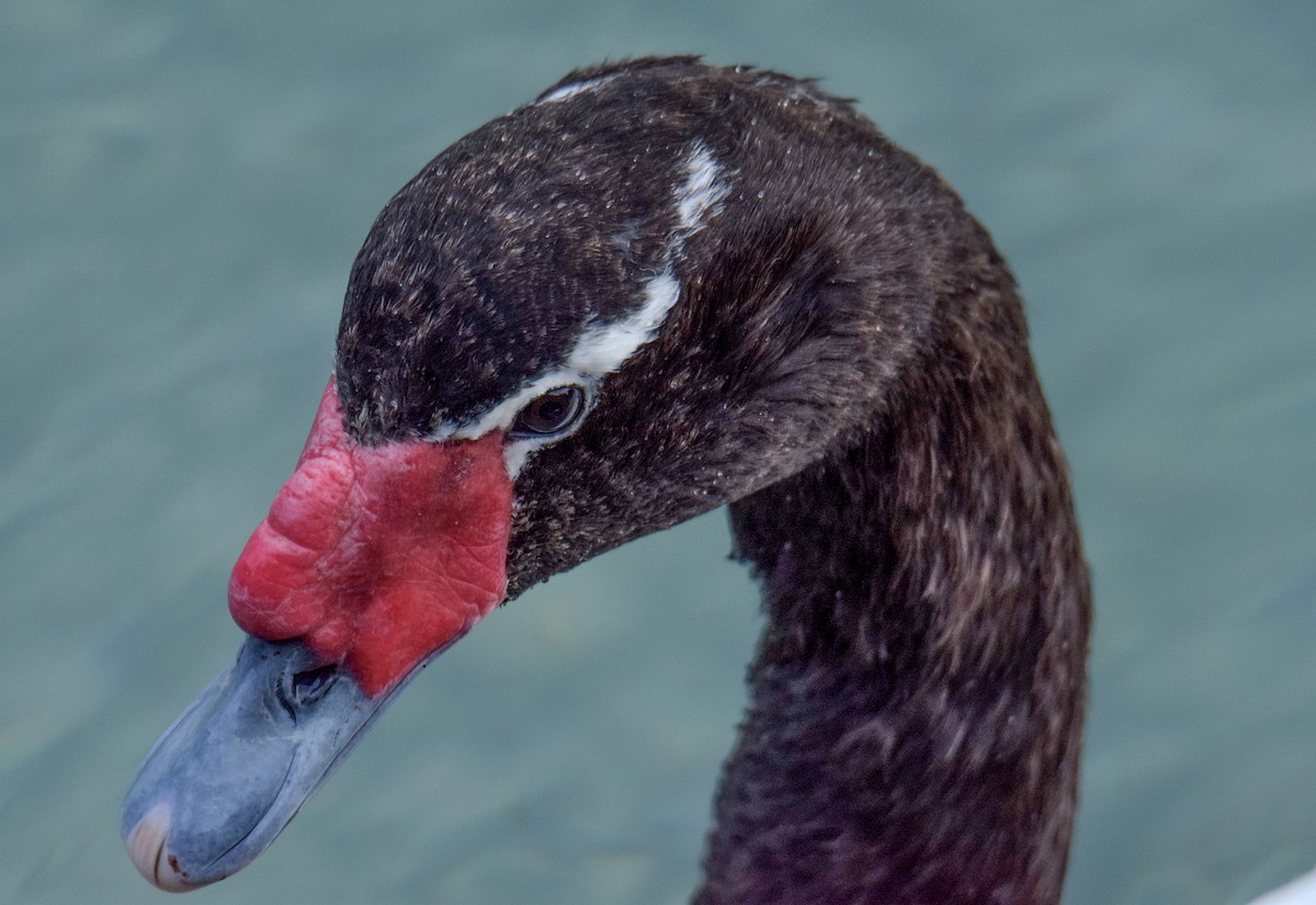 Black-necked Swan - Tamara Catalán Bermudez