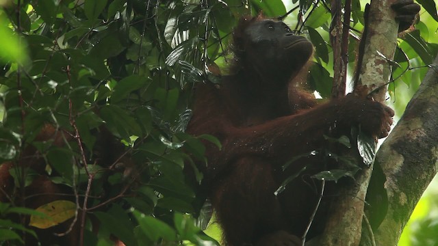 Central Bornean Orangutan - ML467257
