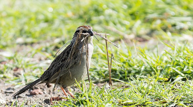 Adult with nesting material. - Striped Sparrow - 