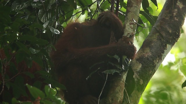 Central Bornean Orangutan - ML467258