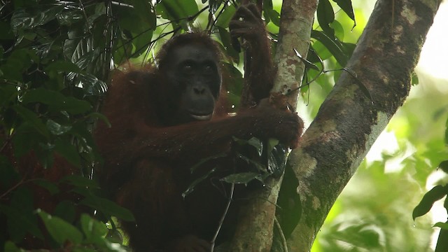 Central Bornean Orangutan - ML467259
