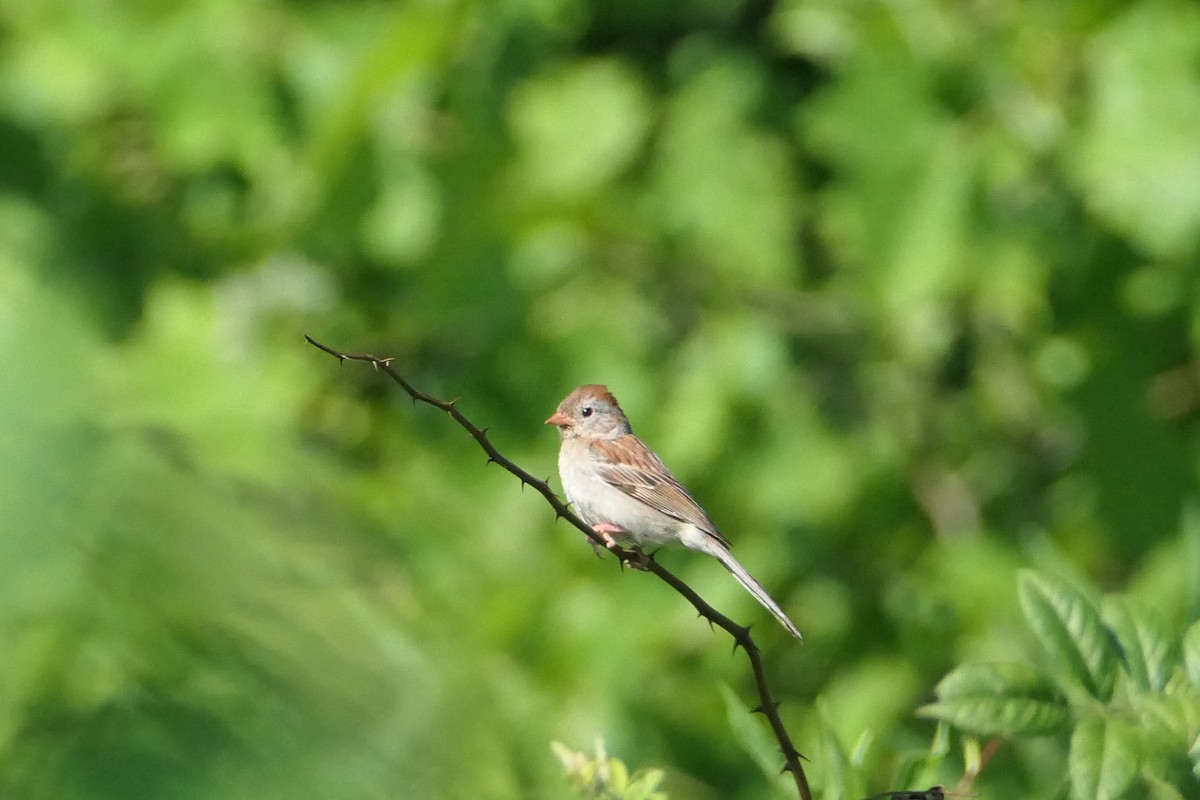 Field Sparrow - ML467259341