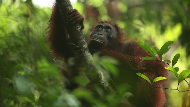 Central Bornean Orangutan - ML467260
