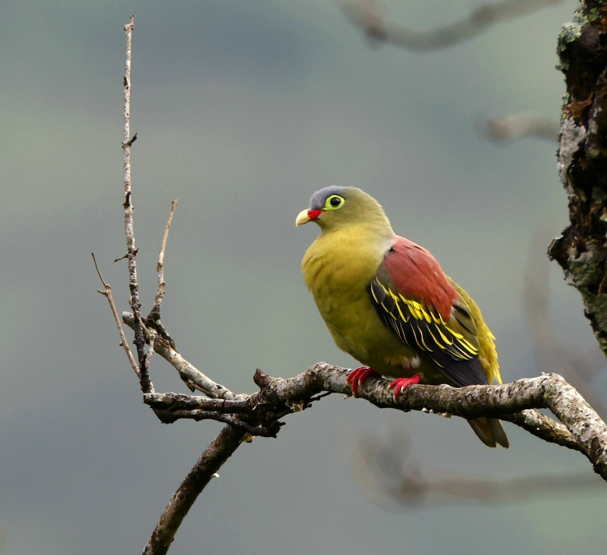 Thick-billed Green-Pigeon - ML467260561