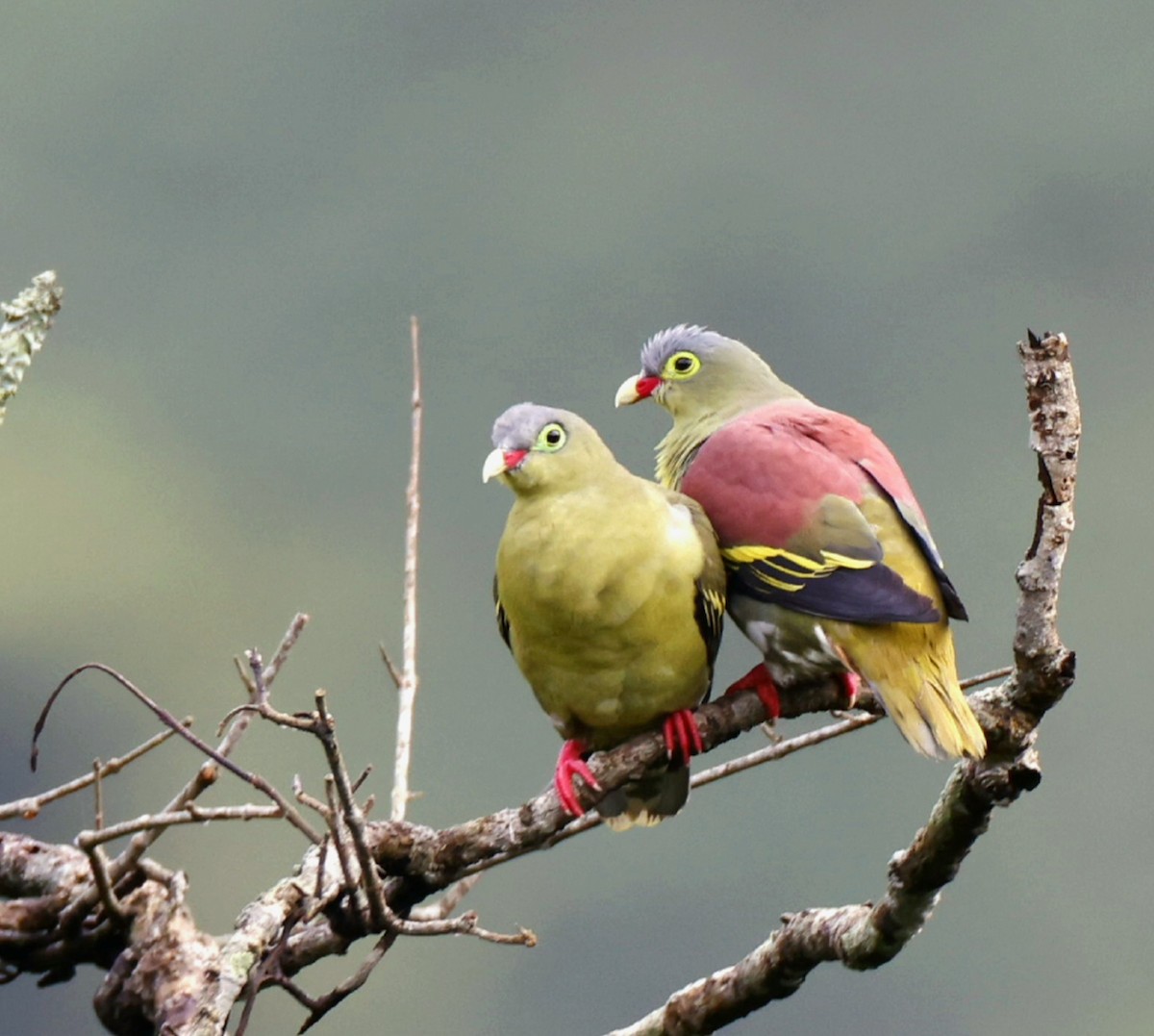 Thick-billed Green-Pigeon - ML467260751