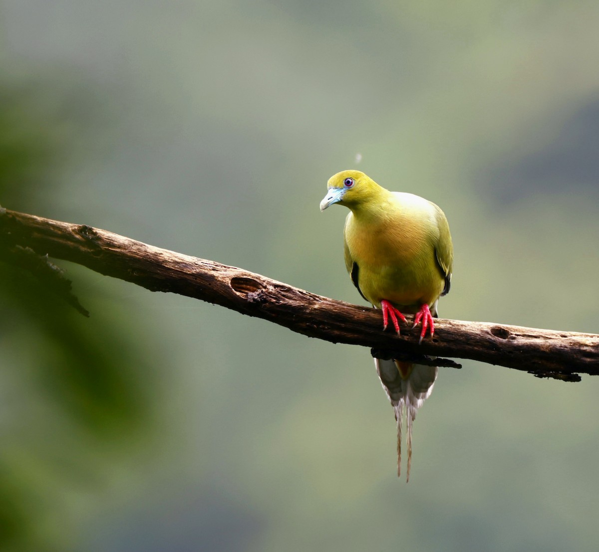 Pin-tailed Green-Pigeon - Harish Thangaraj