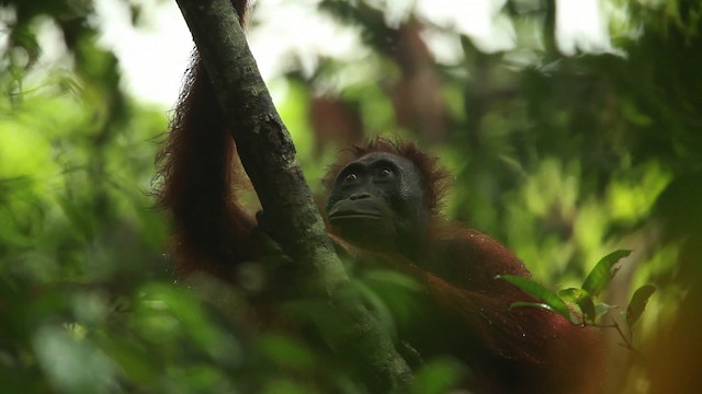 Central Bornean Orangutan - ML467261