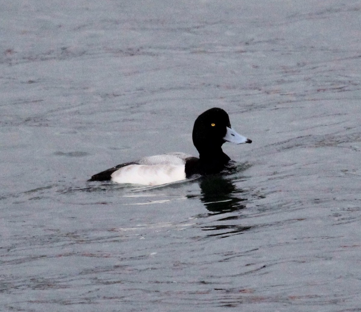 Greater Scaup - ML46726221