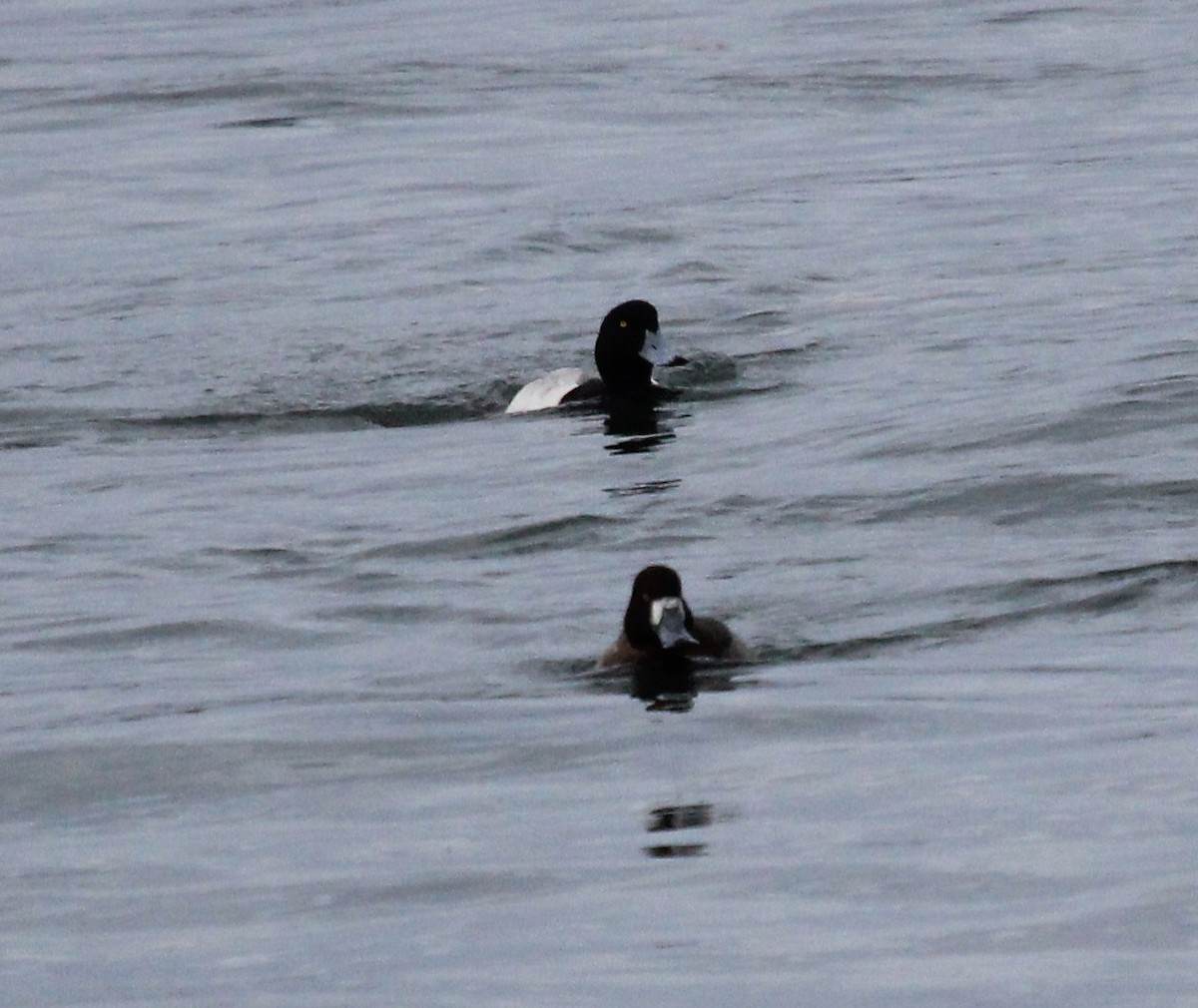 Greater Scaup - ML46726241
