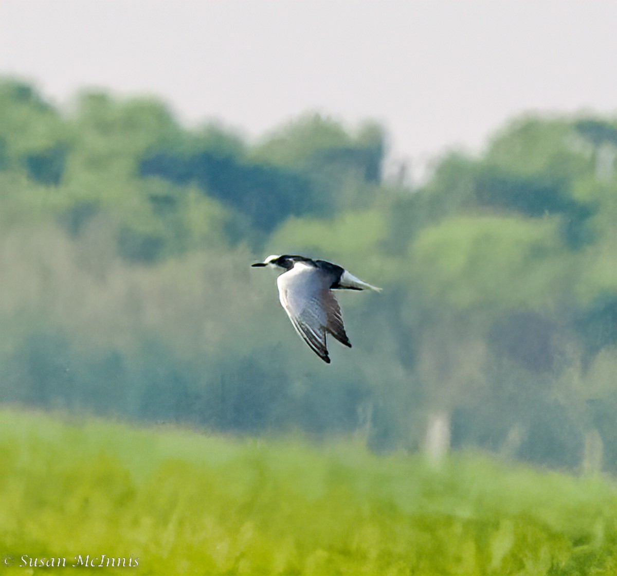 White-winged Tern - Susan Mac