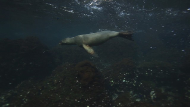 Galapagos Sea Lion - ML467267