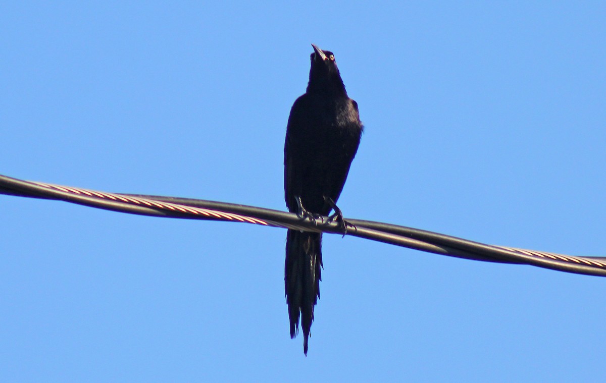 Great-tailed Grackle - ML467270141