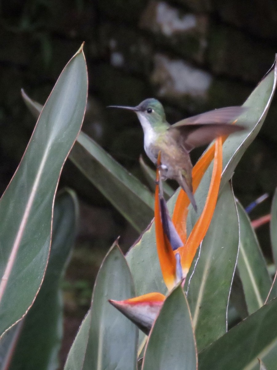 kolibřík azurovotemenný - ML467275411