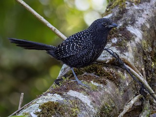  - Large-tailed Antshrike