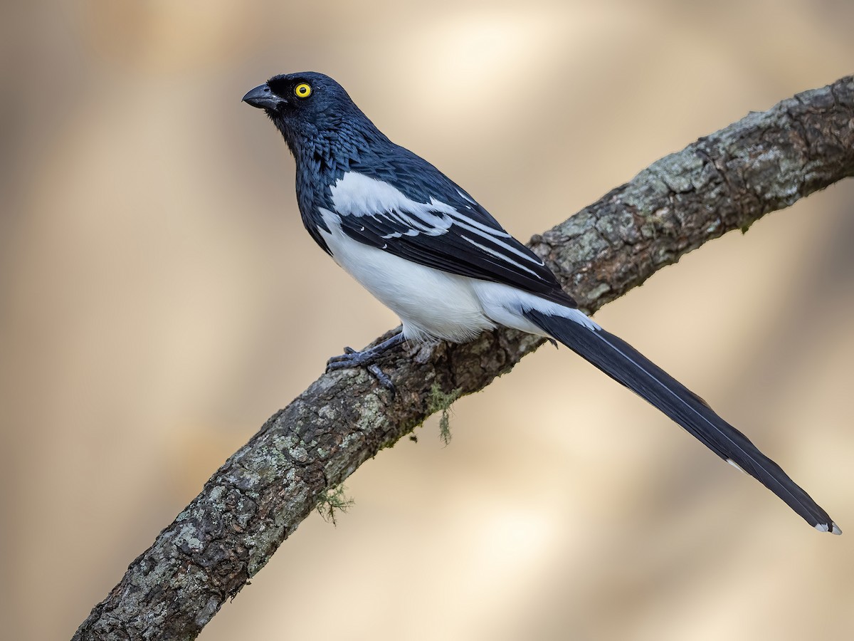Magpie Tanager - Andres Vasquez Noboa