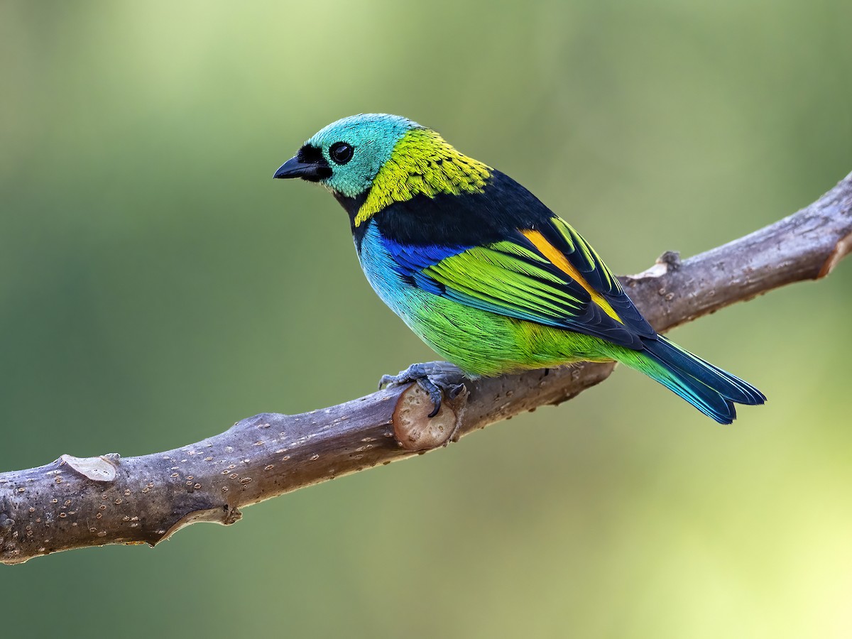 Green-headed Tanager - ML467279261