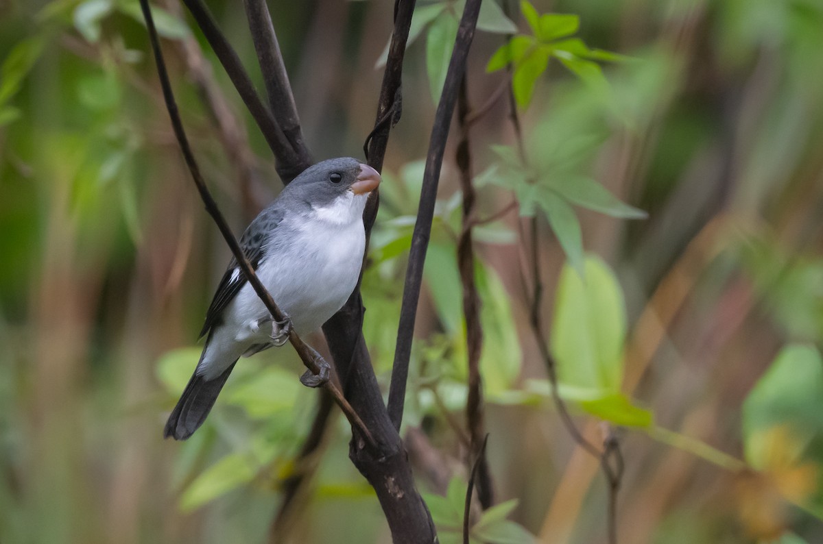 White-bellied Seedeater - ML467281071