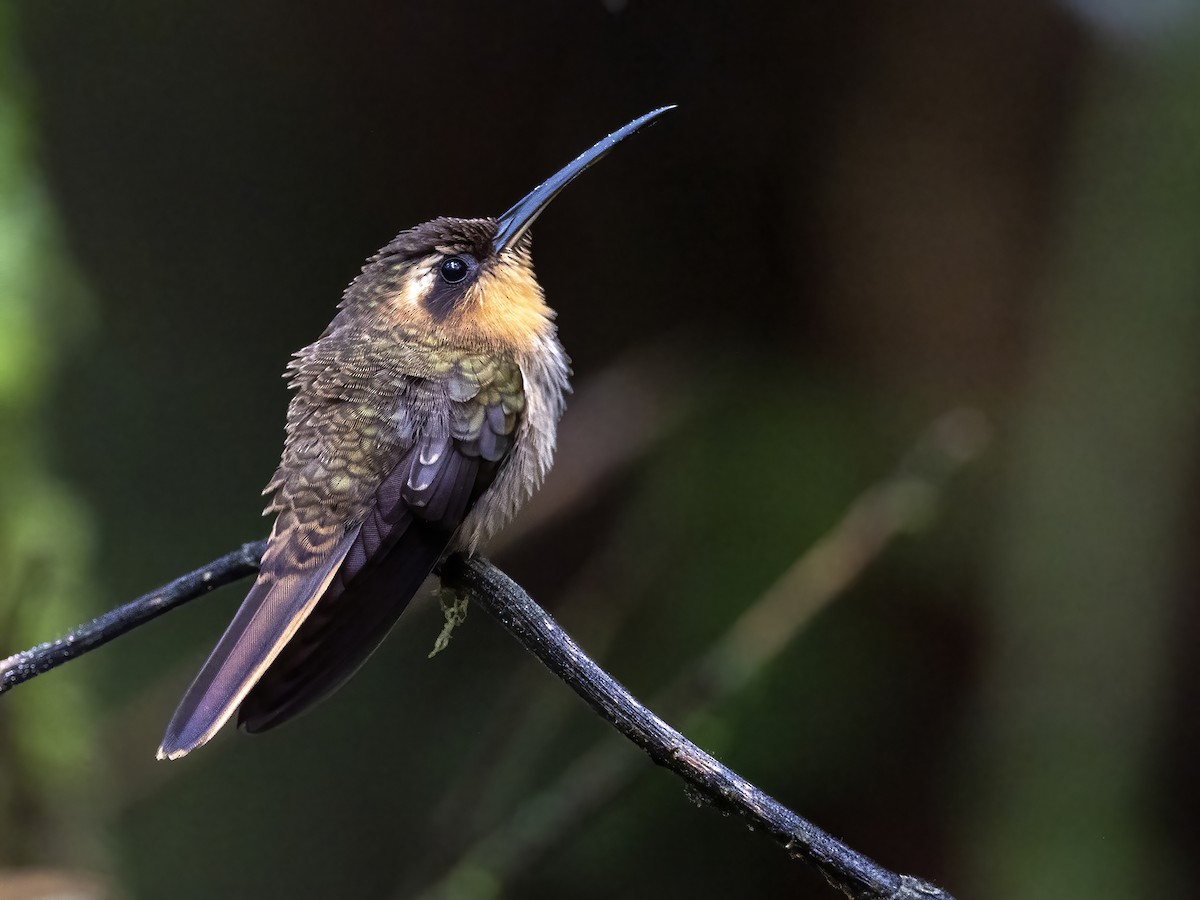 Rufous-breasted Hermit - ML467282091