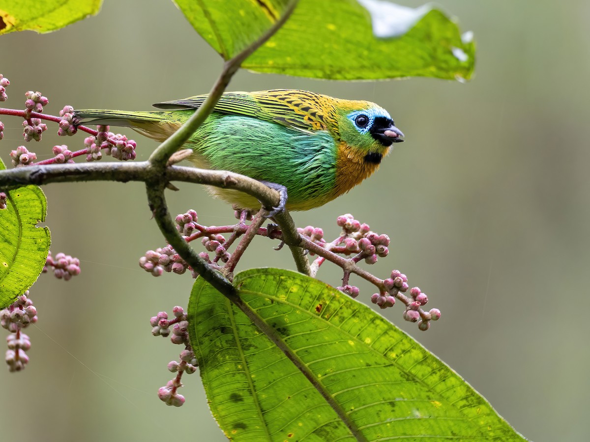Brassy-breasted Tanager - ML467282151