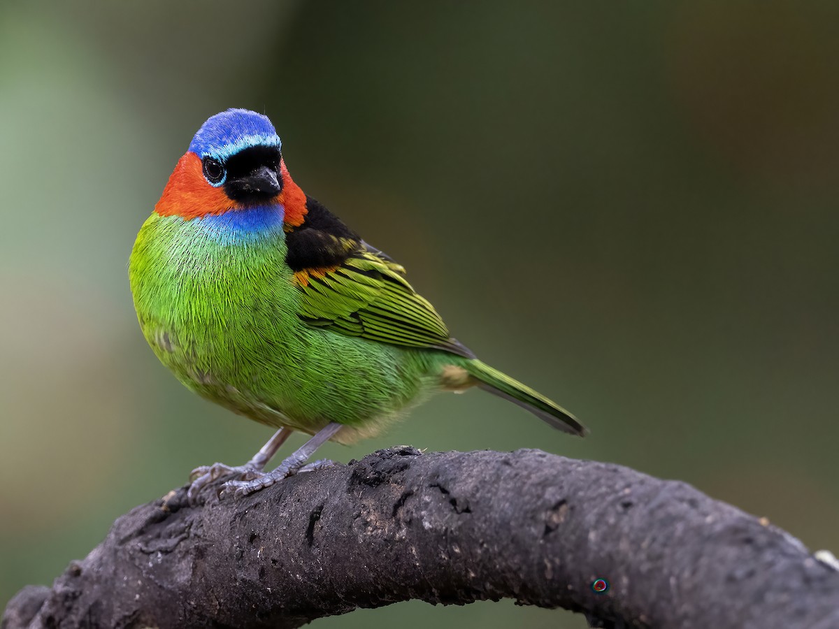 Red-necked Tanager - ML467282431