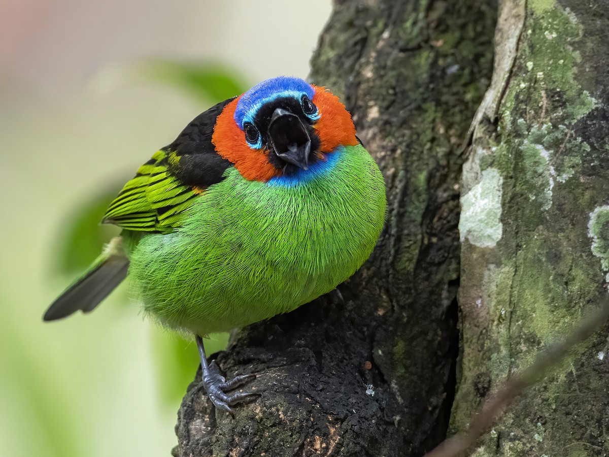 Red-necked Tanager - Andres Vasquez Noboa