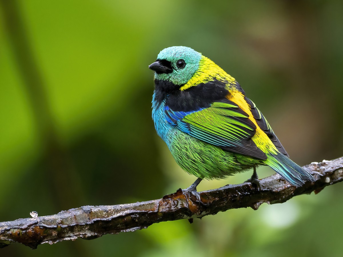 Green-headed Tanager - ML467282881