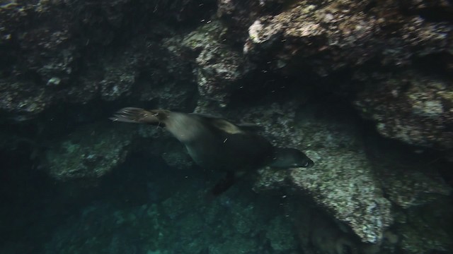 Galapagos Sea Lion - ML467283
