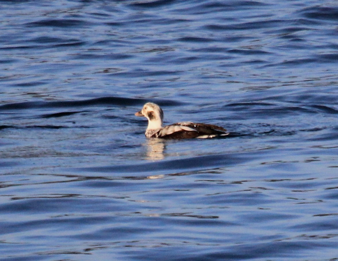 Long-tailed Duck - ML46728961