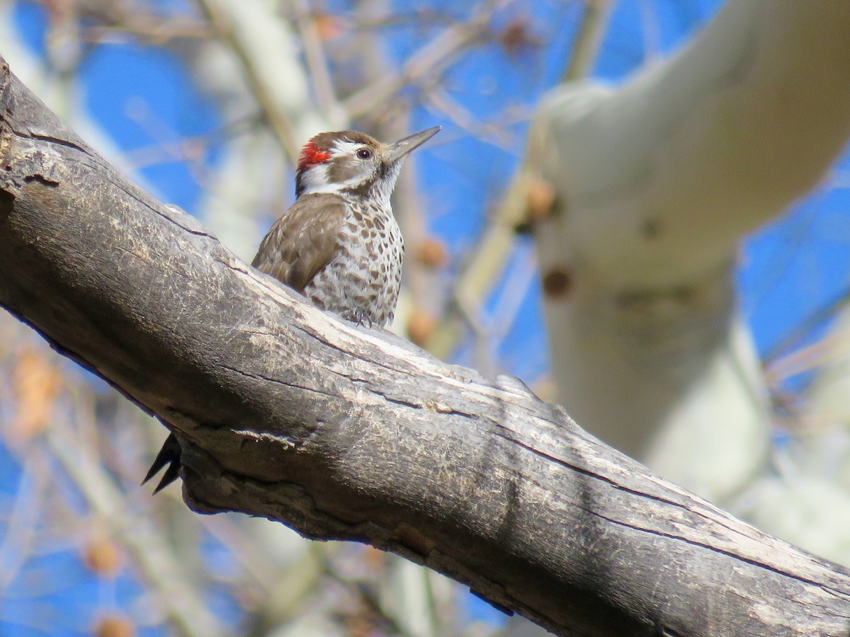 Arizona Woodpecker - Dawn Zappone