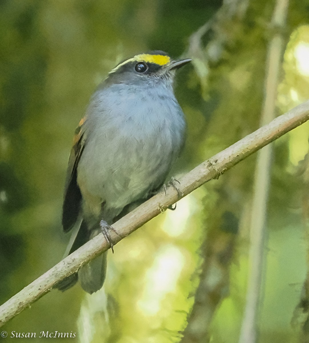 Golden-browed Chat-Tyrant - ML467301571
