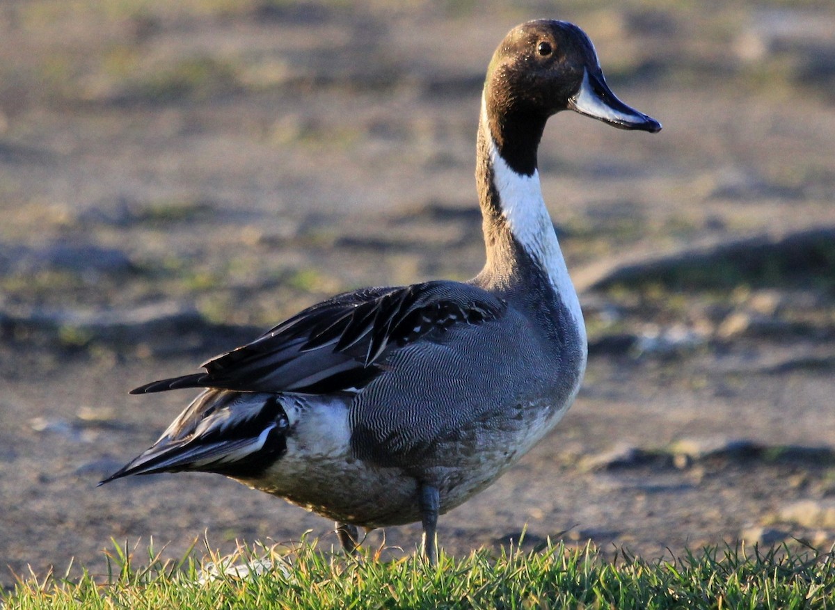 Northern Pintail - Nels Nelson