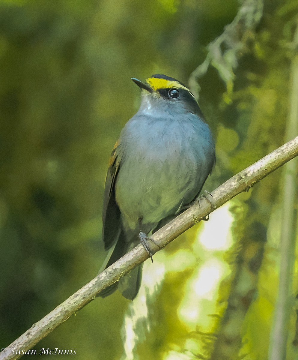 Golden-browed Chat-Tyrant - Susan Mac