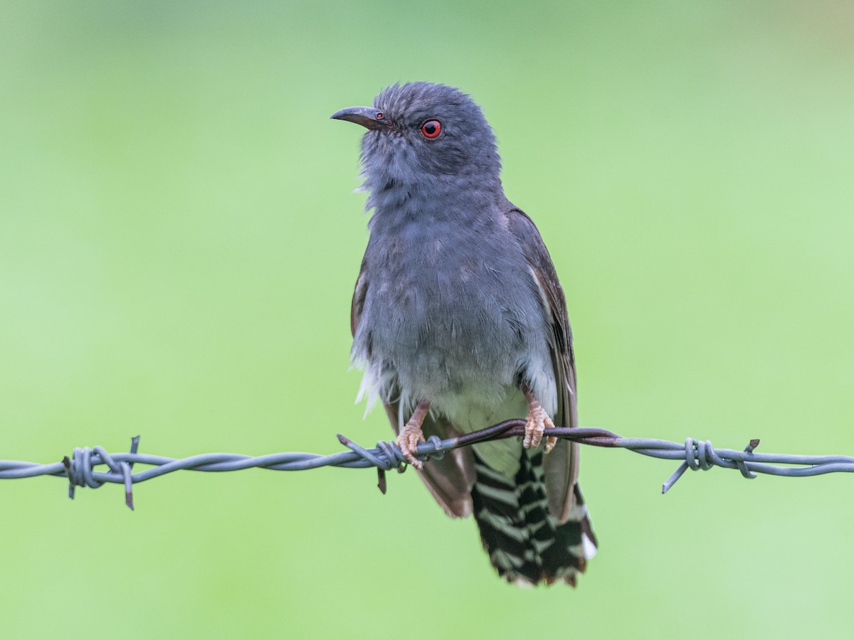 Gray-bellied Cuckoo - Ajay  Kumar