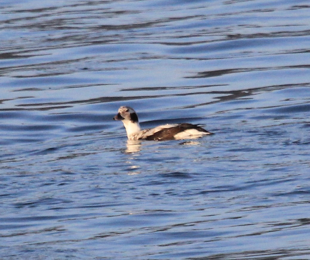 Long-tailed Duck - ML46730391