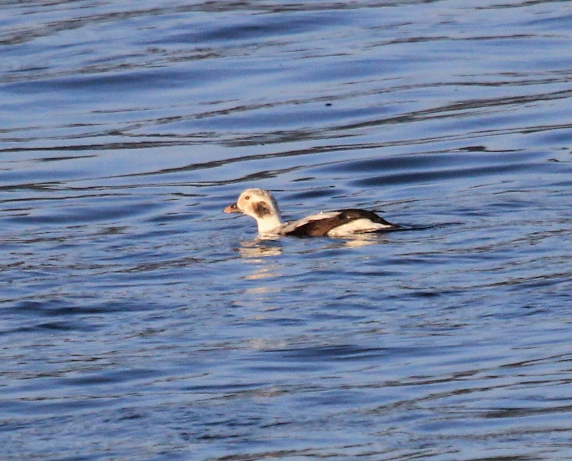 Long-tailed Duck - ML46730401