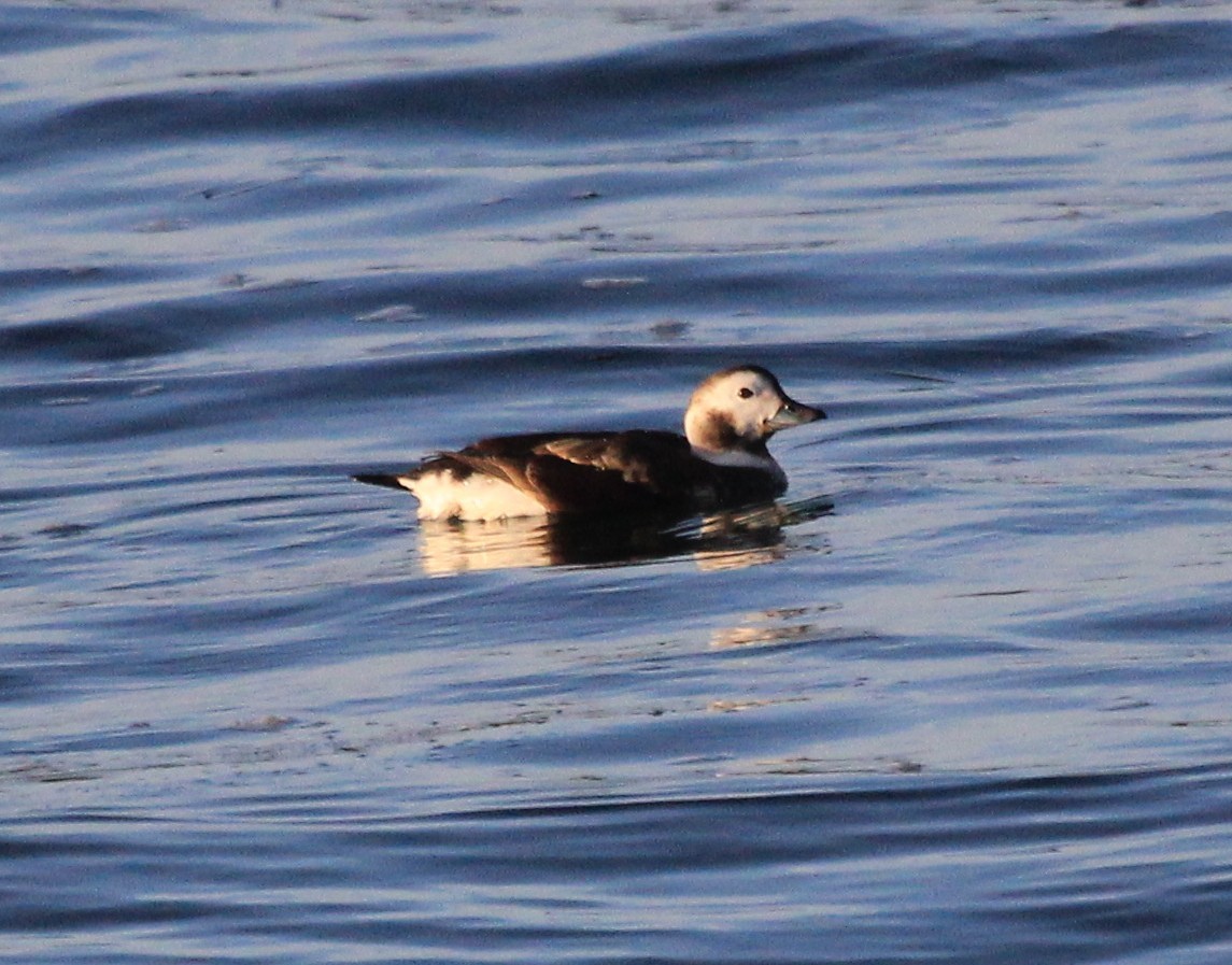 Long-tailed Duck - ML46730471