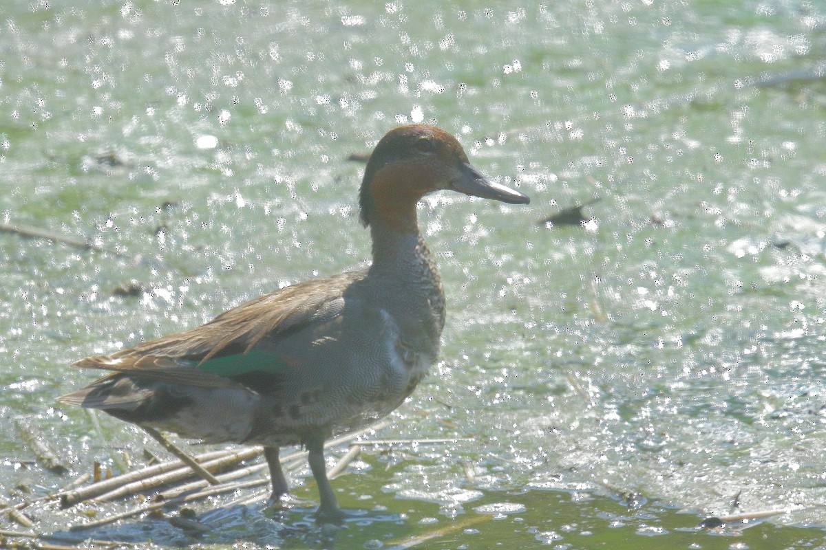 Green-winged Teal - ML467305291