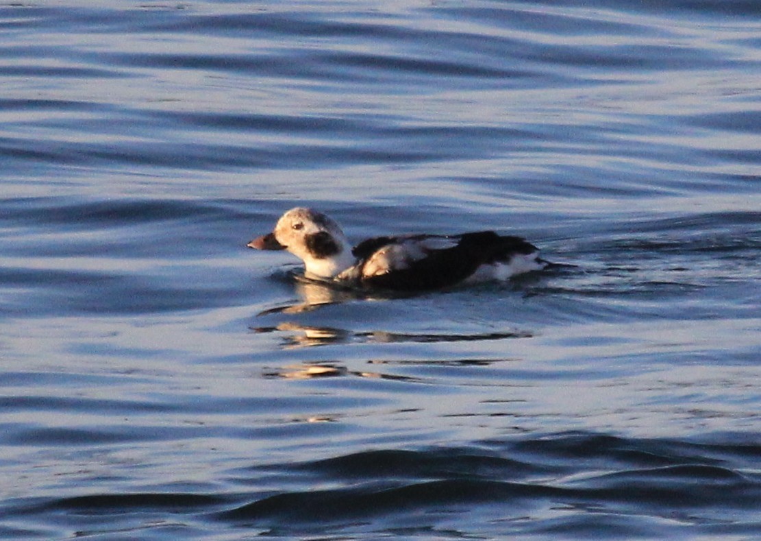 Long-tailed Duck - ML46730571