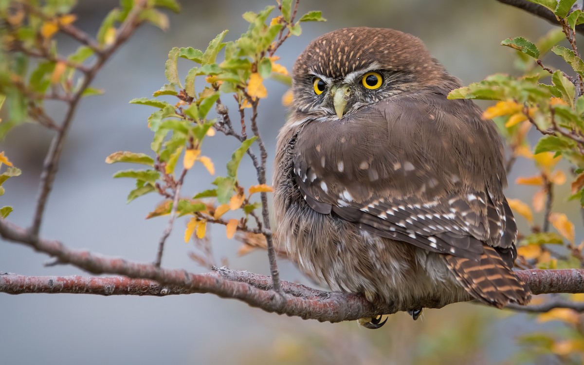 Austral Pygmy-Owl - ML467308051