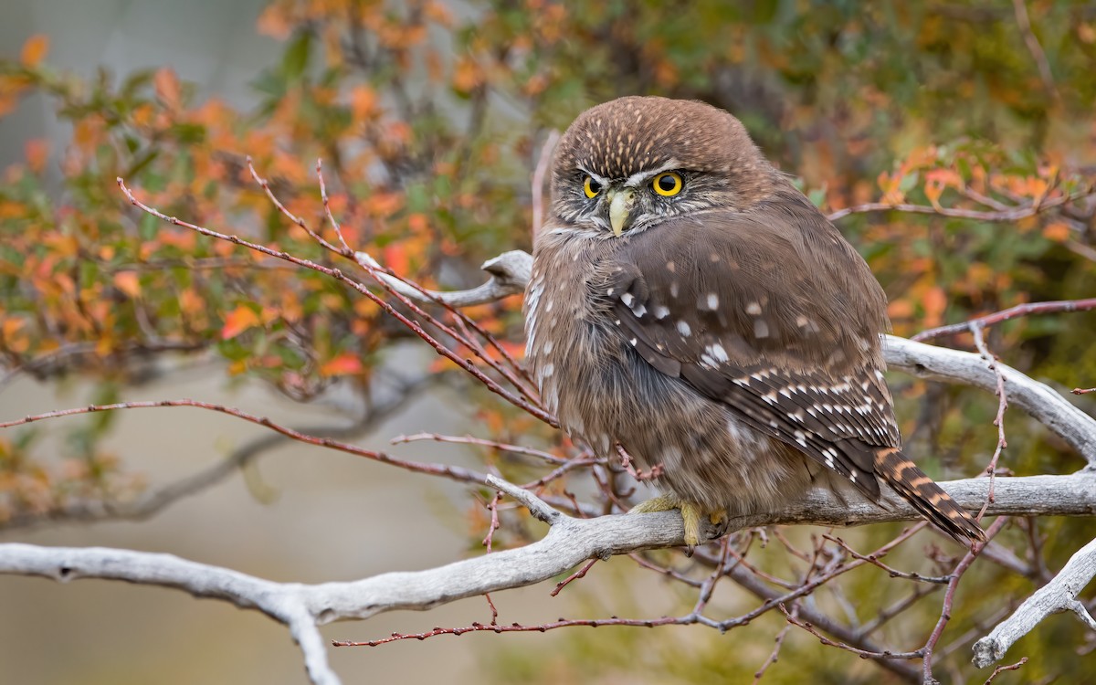 Austral Pygmy-Owl - ML467308091