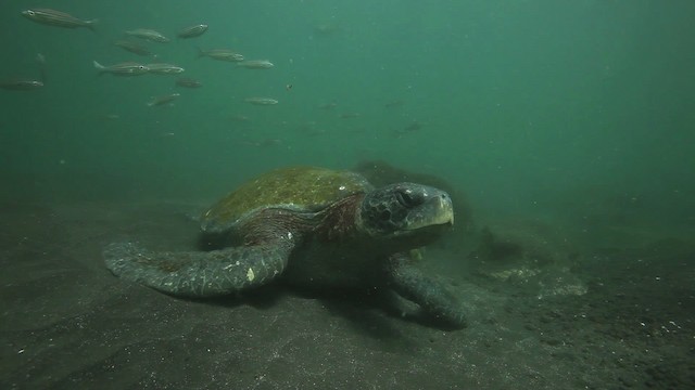 Green Turtle - ML467309
