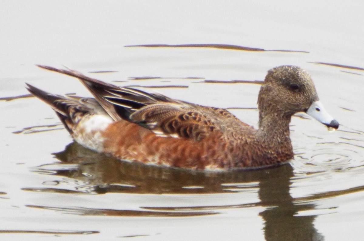 American Wigeon - Anonymous