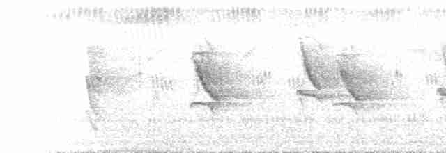 Lesser Striped Swallow - ML467311931